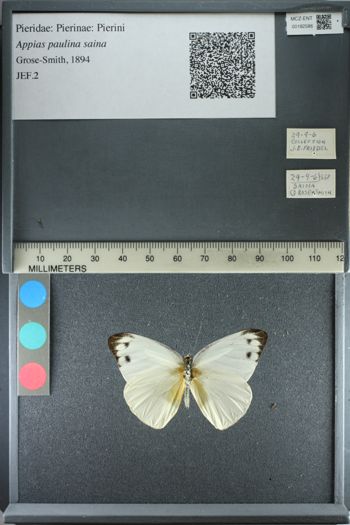 Media type: image;   Entomology 182586